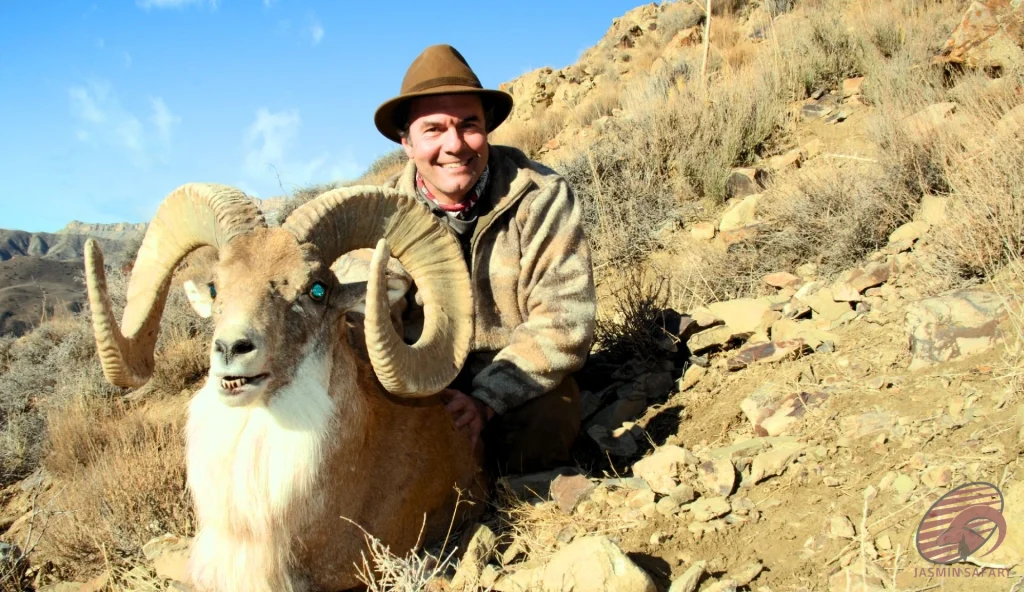 Urial wild sheep (Ovis vignei) bearded ram during mountain hunt in Iran, hunter posing on rocky slope with large ringed horns — hunt in iran.