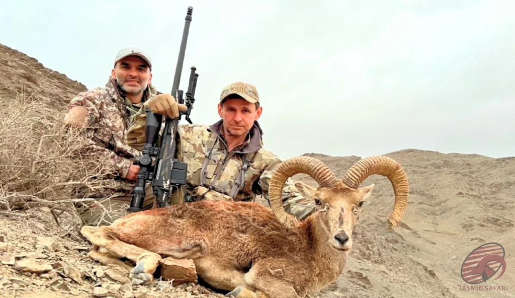 Wild sheep (Ovis orientalis) arid mountain hunting in Iran – two hunters with a trophy wild sheep on rocky desert slopes, hunt in Iran expedition.