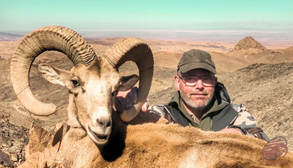 Wild sheep (Ovis orientalis) desert hunting in Iran – hunter with trophy sheep in arid mountains, hunt in iran adventure.