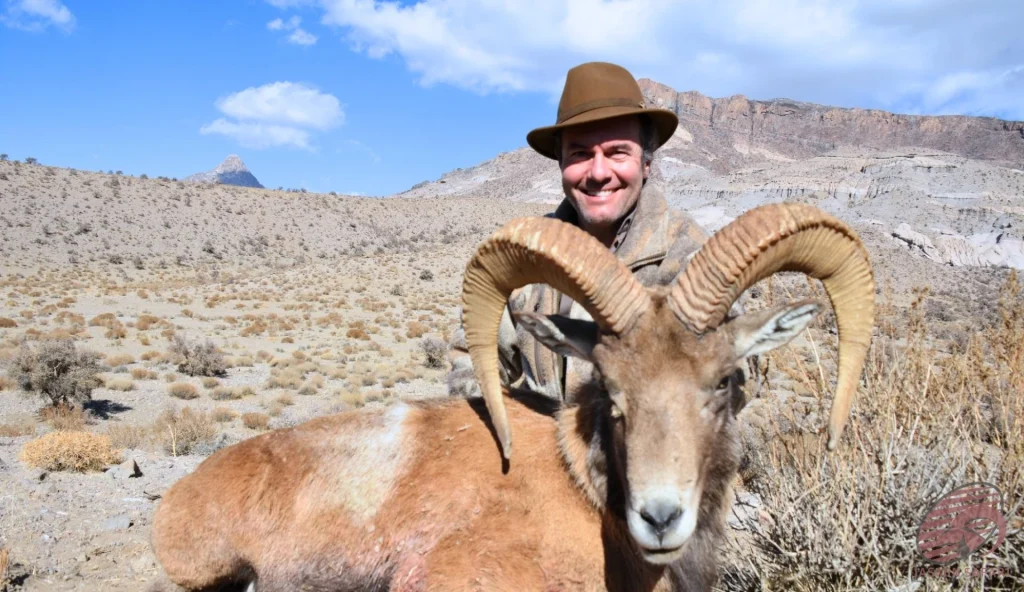 Wild sheep (Ovis orientalis) desert mountain hunting in Iran – hunter with trophy wild sheep and arid highland terrain, hunt in iran adventure.