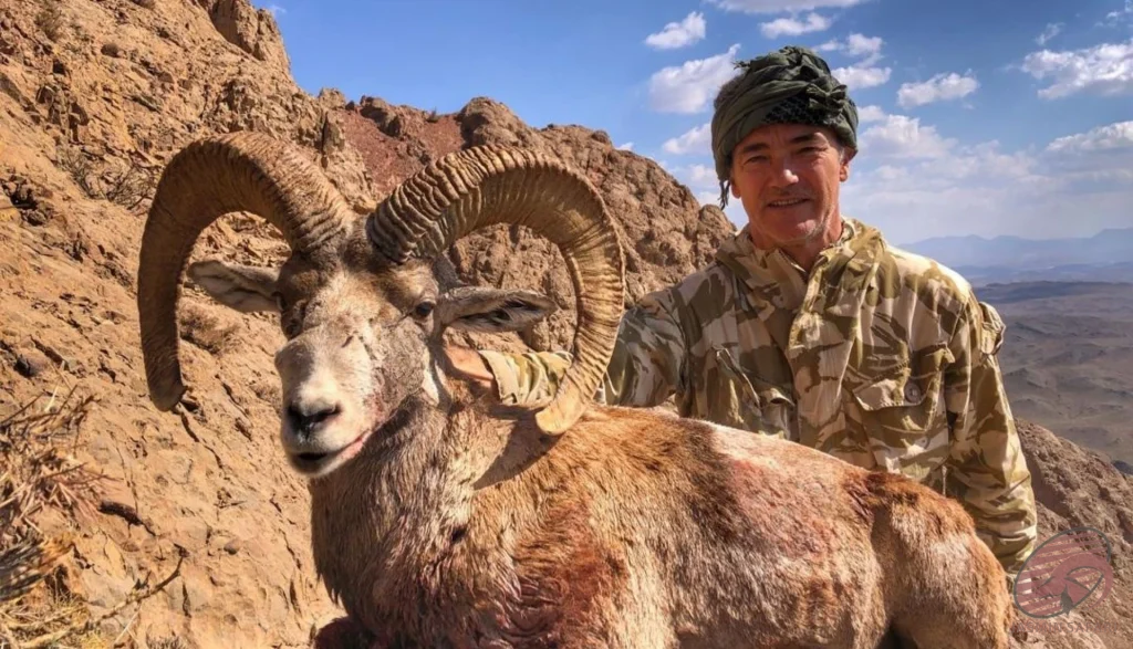 Wild sheep (Ovis orientalis) mountain hunting expedition in Iran – hunter with trophy wild sheep, hunt in iran adventure.