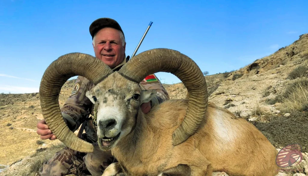 Trophy wild sheep (Ovis orientalis) hunting in the highlands of Iran – hunter with large-horned wild sheep, hunt in Iran experience.