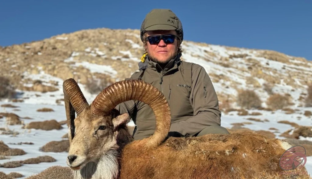 Wild sheep (Ovis orientalis) hunting in the snowy mountains of Iran – hunter with trophy wild sheep, hunt in Iran experience.
