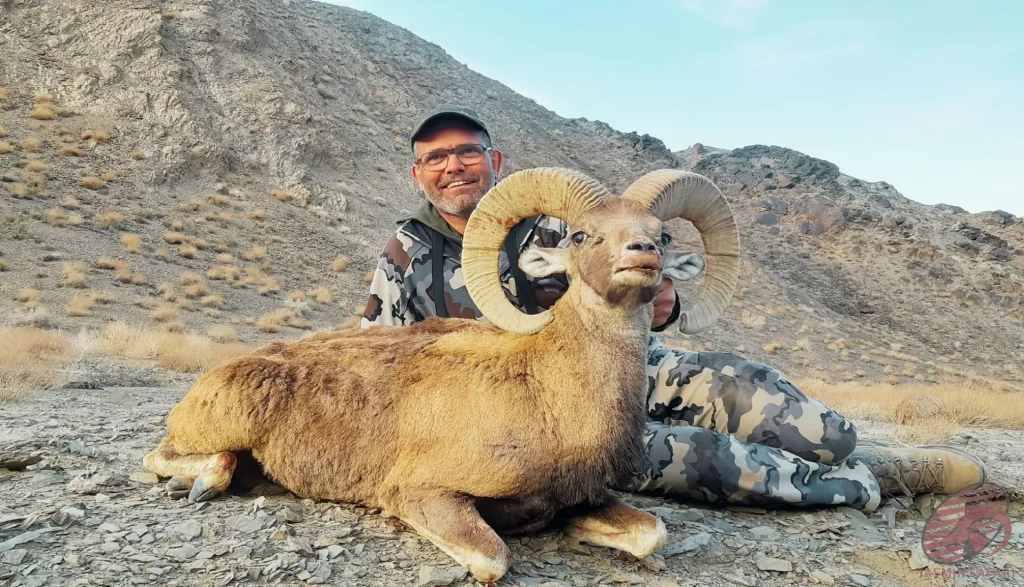 A hunter posing in a rocky desert mountain landscape with a majestic wild sheep (Ovis orientalis), highlighting the authentic adventure of hunt in Iran.