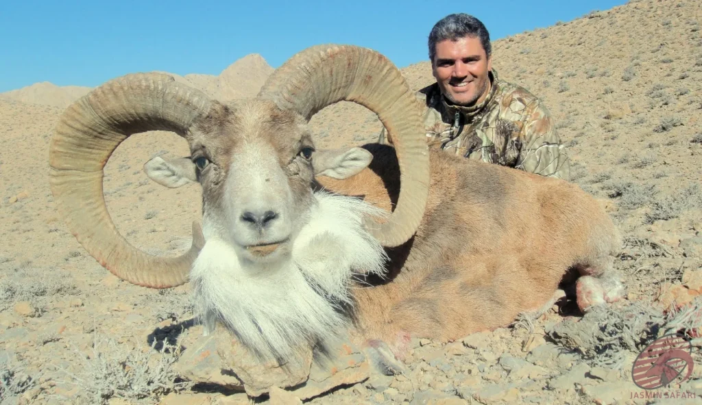 A hunter posing with a majestic wild sheep (Ovis orientalis) on a desert plateau in Iran, showcasing the authentic adventure of hunt in Iran.