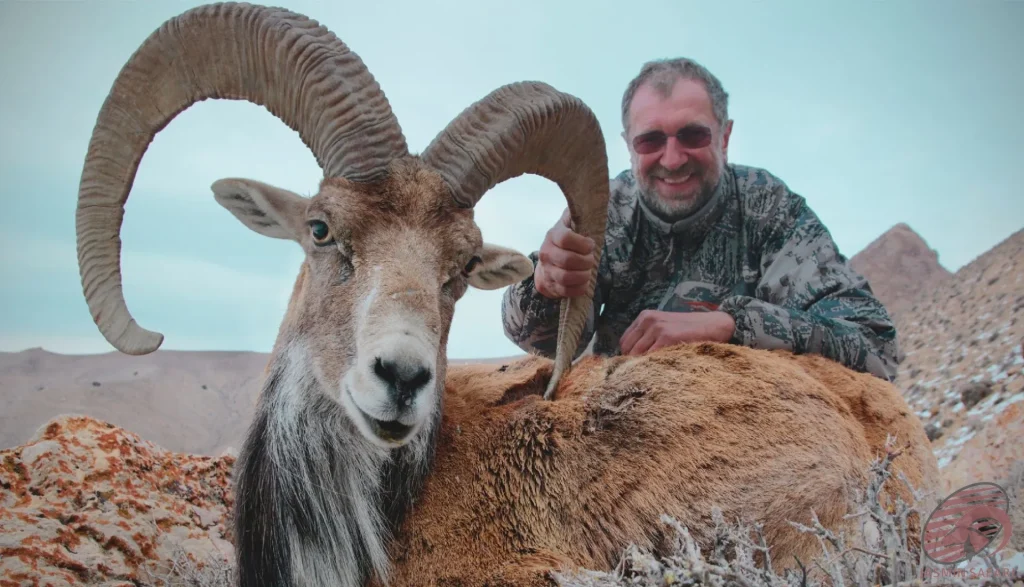 A hunter posing with a majestic wild sheep (Ovis orientalis) in the highland wilderness of Iran, highlighting the essence of hunt in Iran.