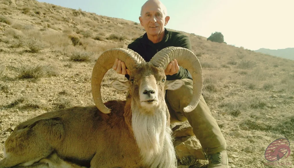 A hunter posing with a wild sheep (Ovis orientalis) on a dry hillside in Iran, showcasing the authentic adventure of hunt in Iran.