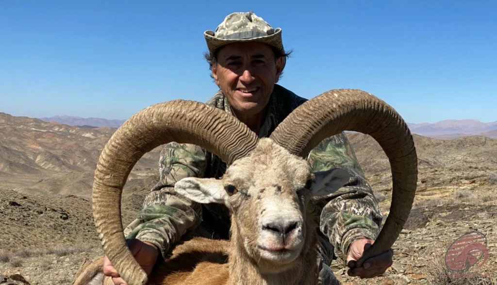 Wild sheep hunting in the mountains of Iran – hunter with a trophy wild sheep, hunt in Iran experience.