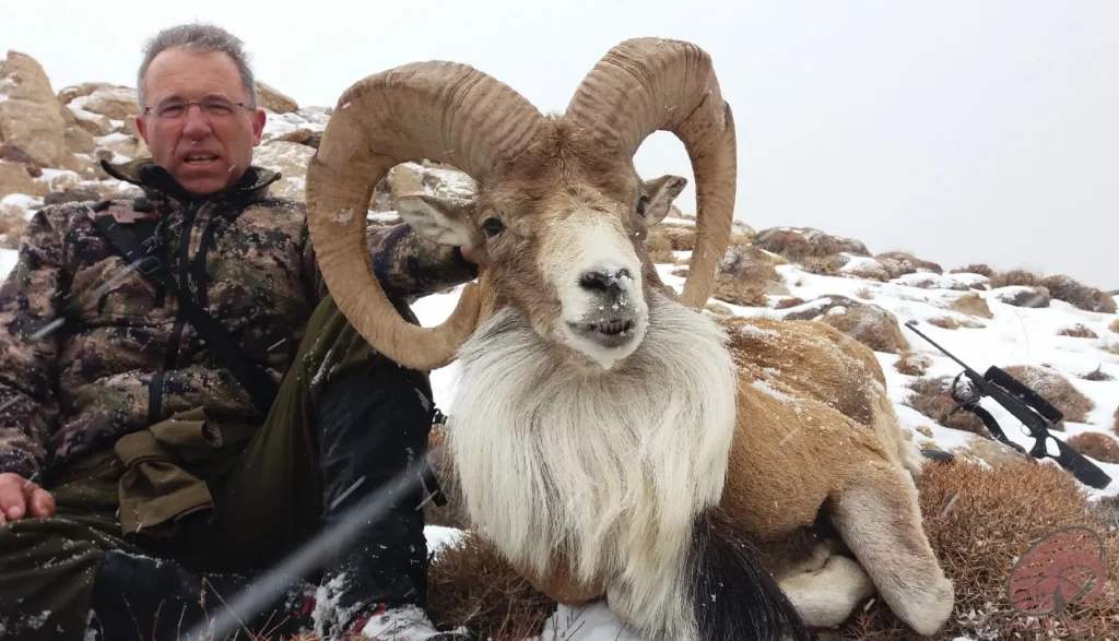 A hunter in the snowy mountains posing with a magnificent wild sheep (Ovis orientalis) with impressive horns, capturing the authentic experience of hunt in Iran.