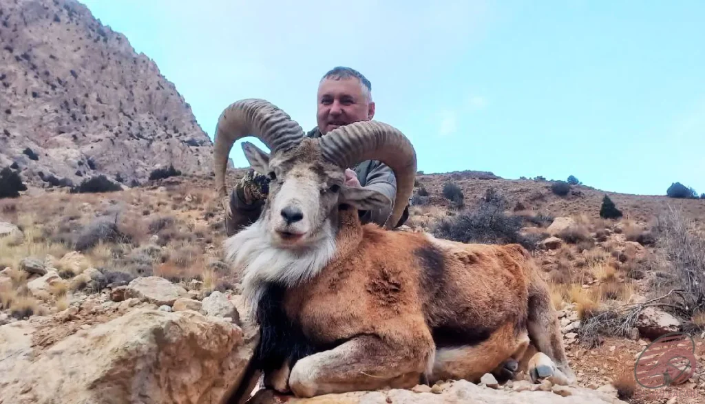 A hunter posing with a magnificent wild sheep (Ovis orientalis) in the rugged rocky mountains of Iran, representing the authentic spirit of hunt in Iran. Title: Wild Sheep Hunting in Iran - Ovis orientalis
