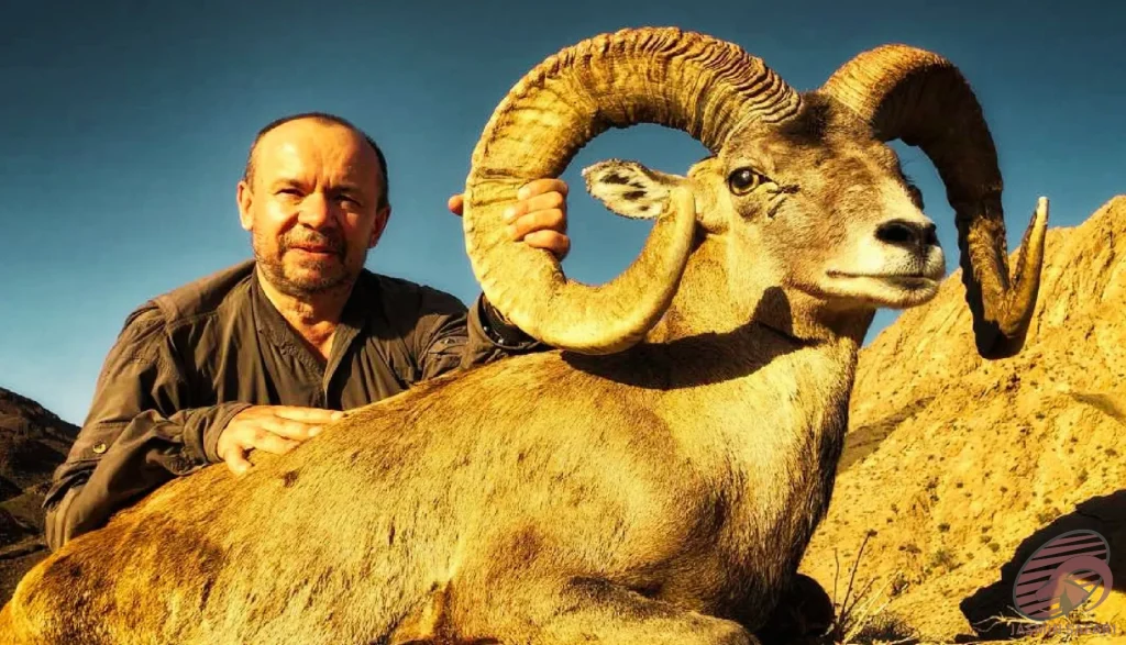 A hunter posing with a majestic wild sheep (Ovis orientalis) under the golden light of sunset in the rocky mountains of Iran, showcasing the adventure of hunt in Iran.
