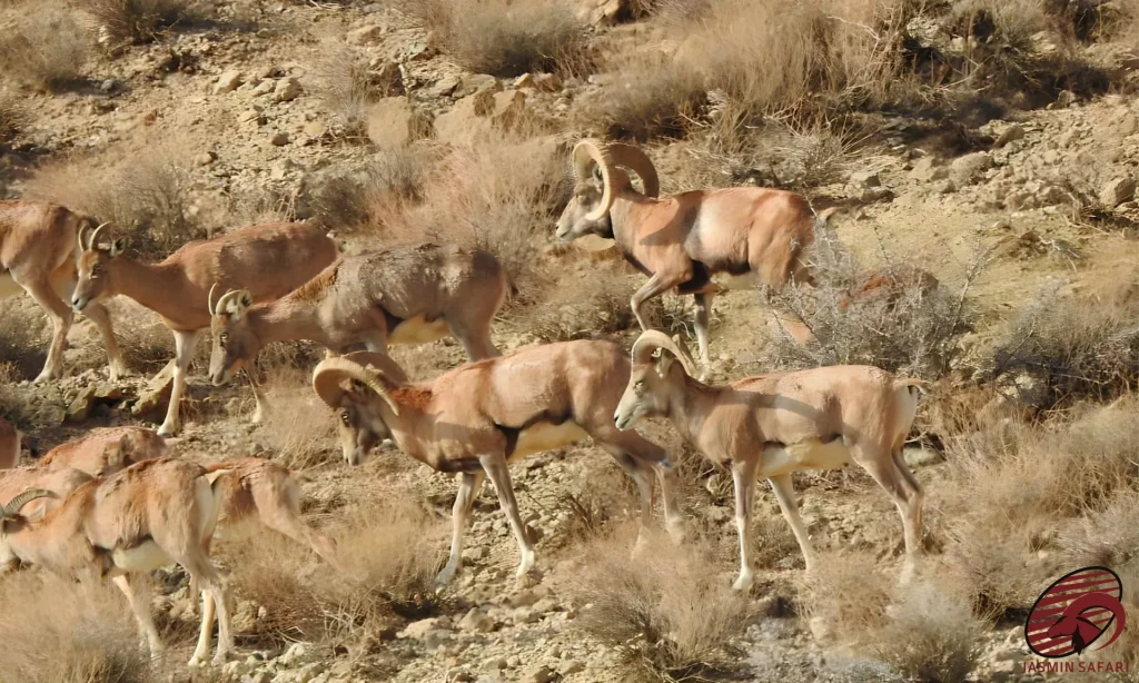 A large herd of young Afghan Urial Sheep moving fluidly through the sun-drenched and arid hills of Iran, perfect for a hunt.