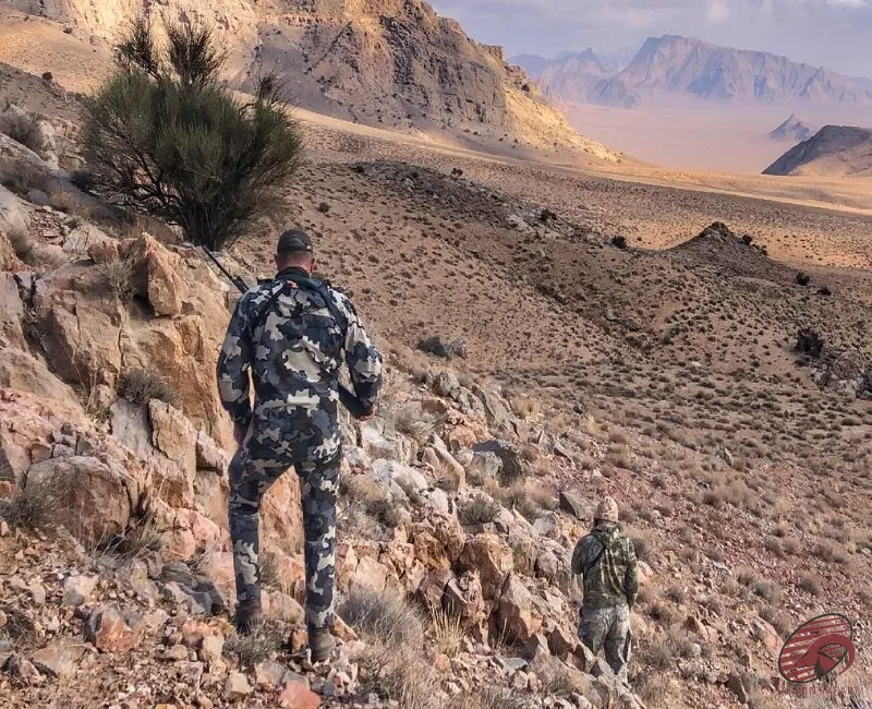 afghan-urial-hunting-in-the-desert