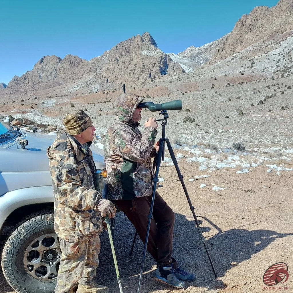 afghan-urial-hunting-in-the-wild
