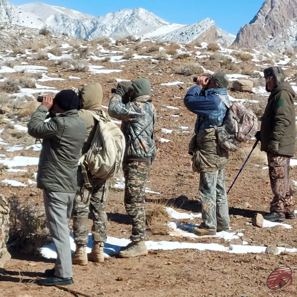 afghan-urial-hunting-in-the-wild-3