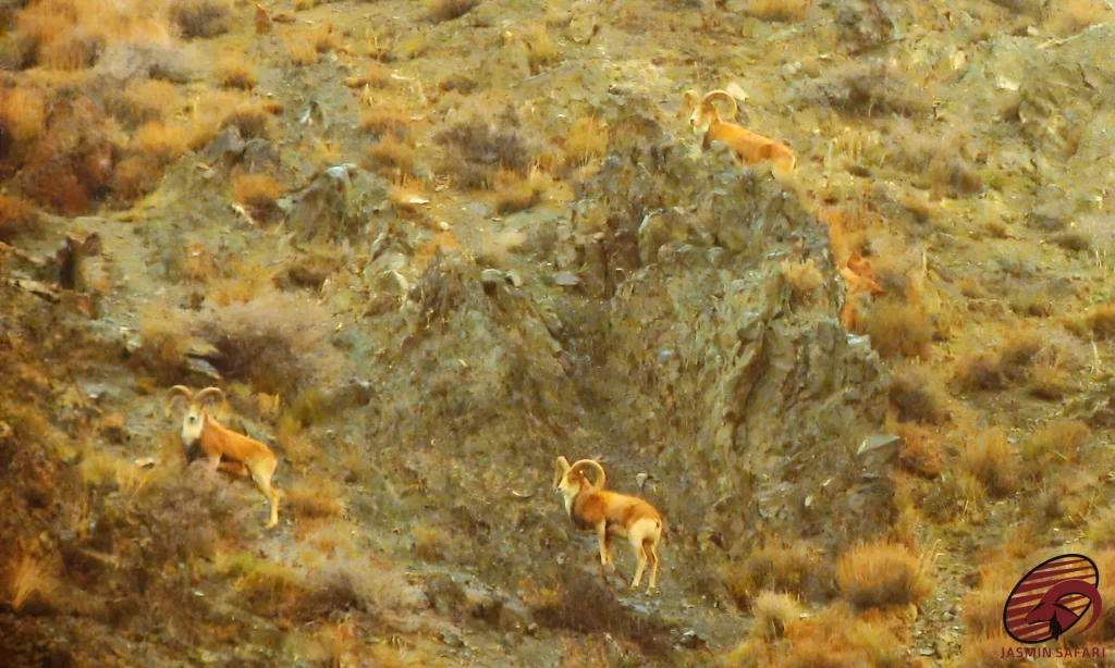 A small herd of Afghan Urial Sheep navigating the steep, golden-hued slopes of the mountains, perfect for a hunt in Iran.