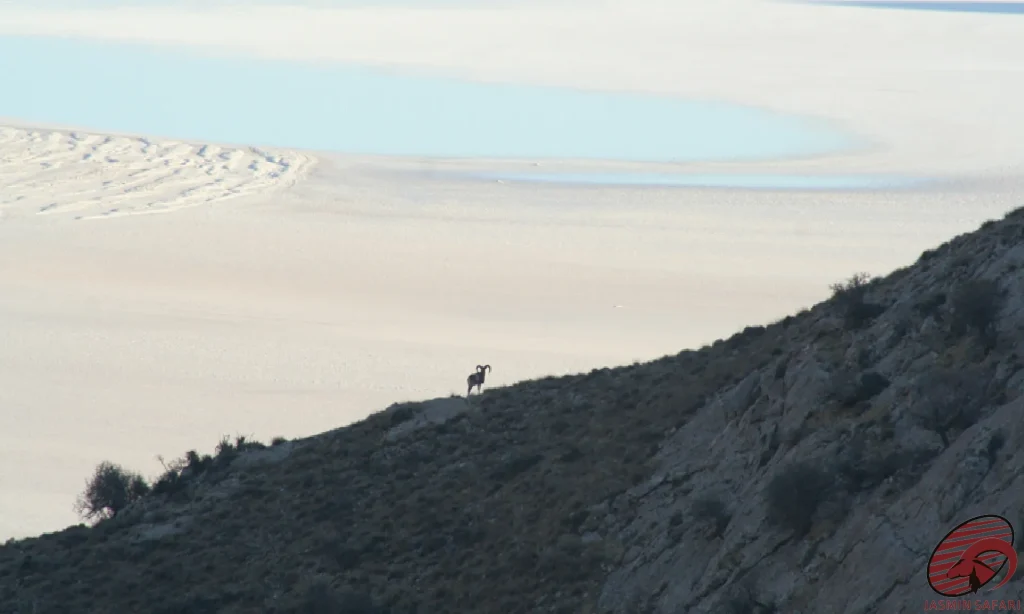 An Armenian Sheep standing majestically on top of the salt flat of Kaboudan Island, located in Lake Urmia, with its impressive horns and resilient nature.