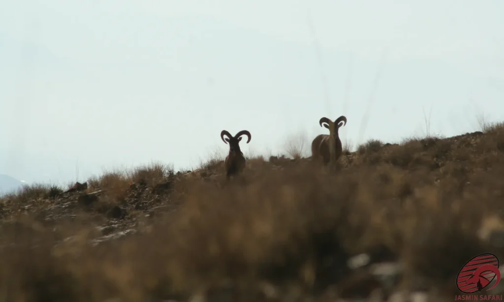 Two Armenian Sheep with impressive curved horns, navigating the rugged mountain terrain on Kaboudan Island, located in Lake Urmia, showcasing their resilience in this harsh environment.