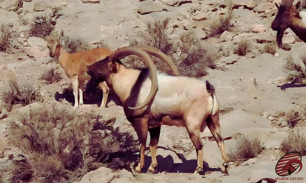 A Bezoar Ibex with massive horns, keeping watch over his group in the rugged mountains of Iran, perfect for a hunt.