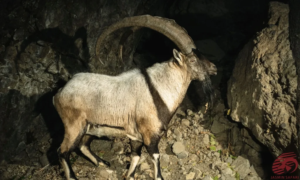 A rare night-time encounter with a Bezoar Ibex, showcasing its massive horns and raw strength, ideal for a hunt in Iran.