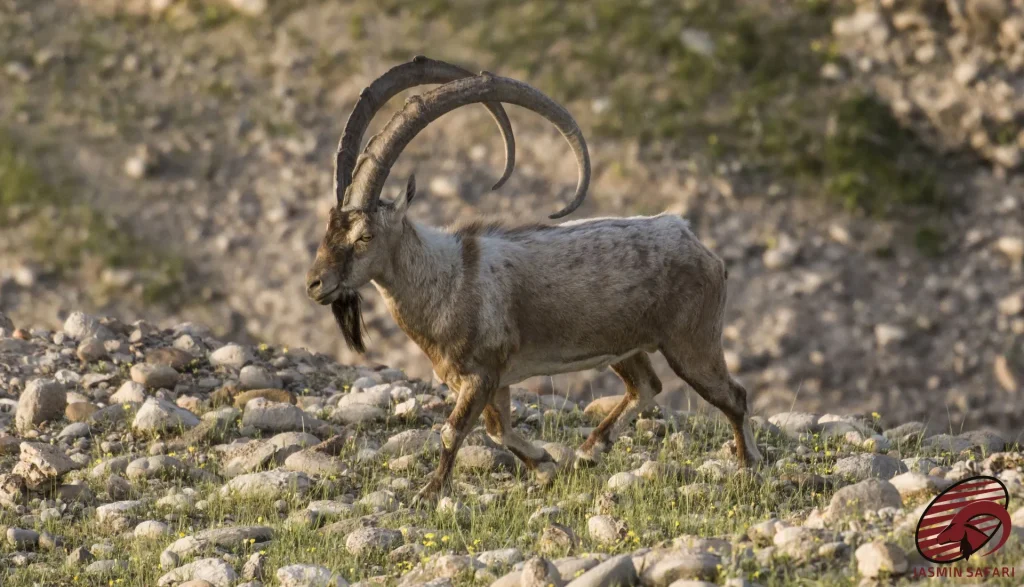 A Bezoar Ibex (Capra aegagrus) in Iran's rugged landscape, showcasing its impressive sweeping horns and distinctive beard. This wildlife portrait captures the majestic presence of the ibex in its natural habitat.