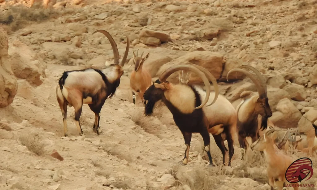 A group of ibex in the mountains of Iran, showcasing their large curved horns, perfect for a hunt in Iran.