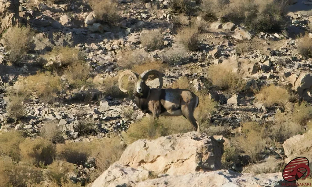 A resilient Kerman Sheep standing tall in the arid mountains of Iran, showcasing its impressive horns, perfect for a hunt.