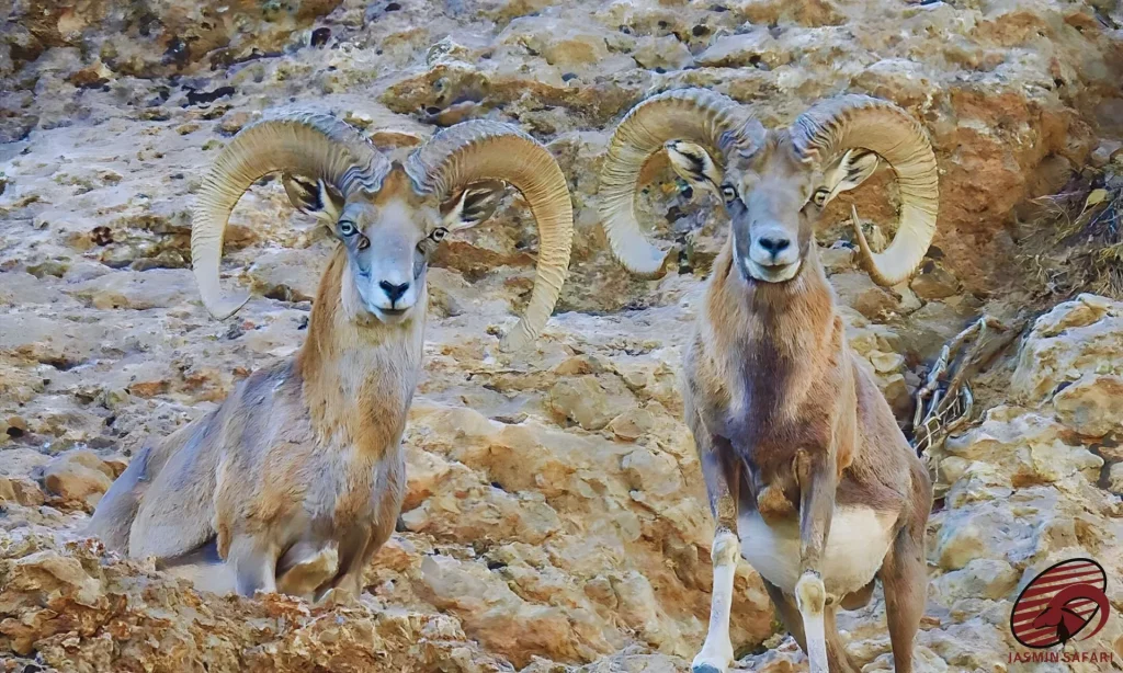 A pair of Kerman sheep with commanding horns, standing proudly in their natural mountainous habitat in Iran, perfect for a hunt.