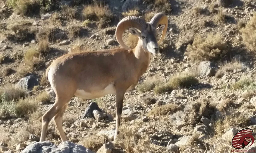 The majestic stare of Kerman Sheep
