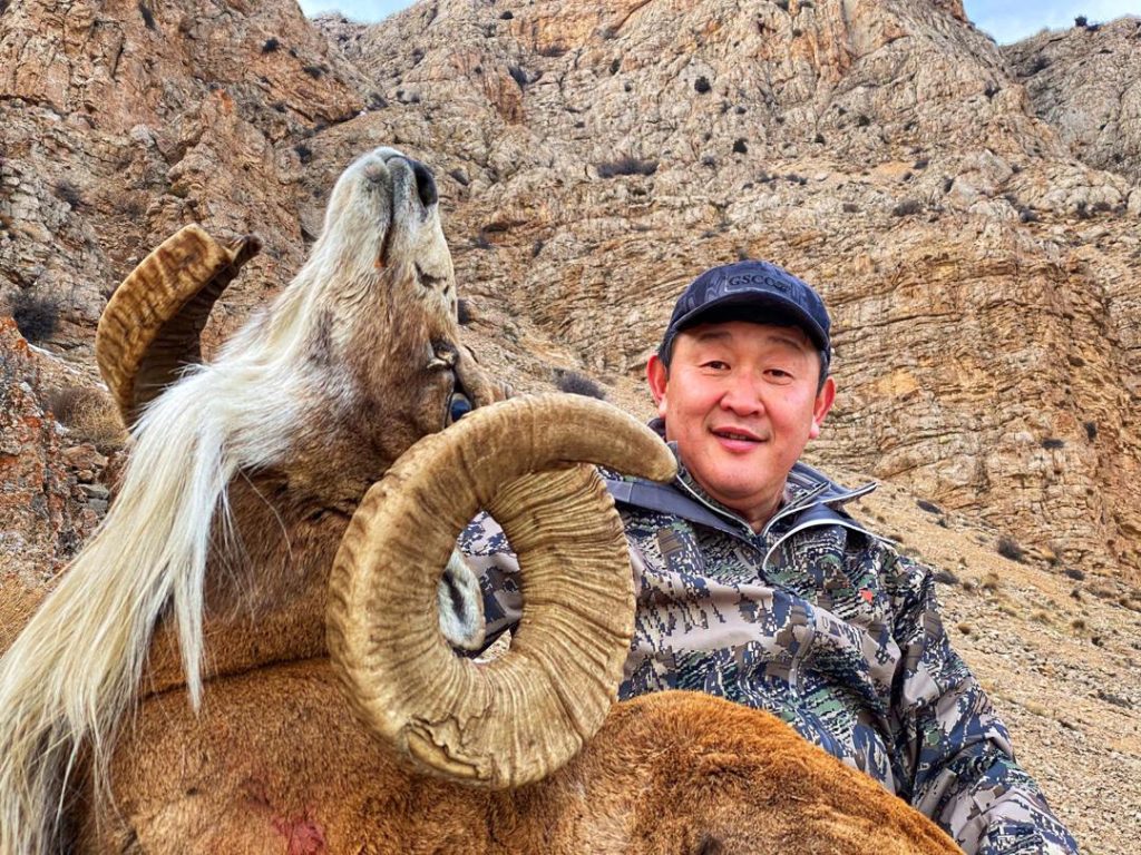 “Urial wild sheep with large curved horns during a hunt in Iran, in a rocky mountain habitat”