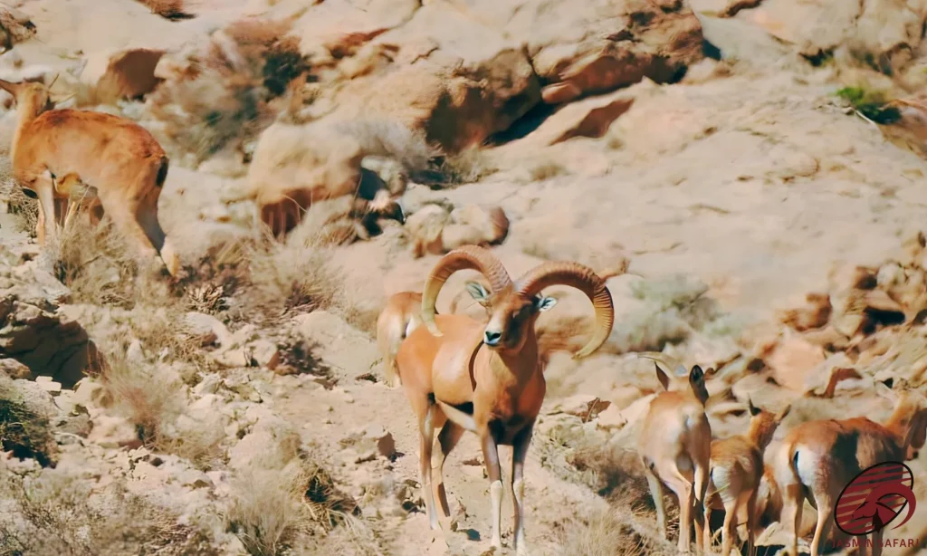 A magnificent Laristan Sheep with curled horns, surrounded by its companions in the rocky mountains of Iran, ideal for a hunt.