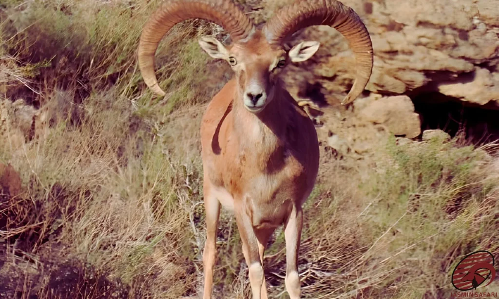 A powerful portrait of Laristan Sheep with massive and twisted horns, staring intensely in its natural habitat, ideal for a hunt in Iran.