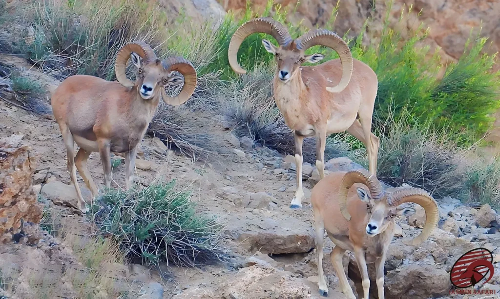 Three impressive Laristan Sheep family members standing watch on the steep, brush-covered slopes of Iran, perfect for a hunt.