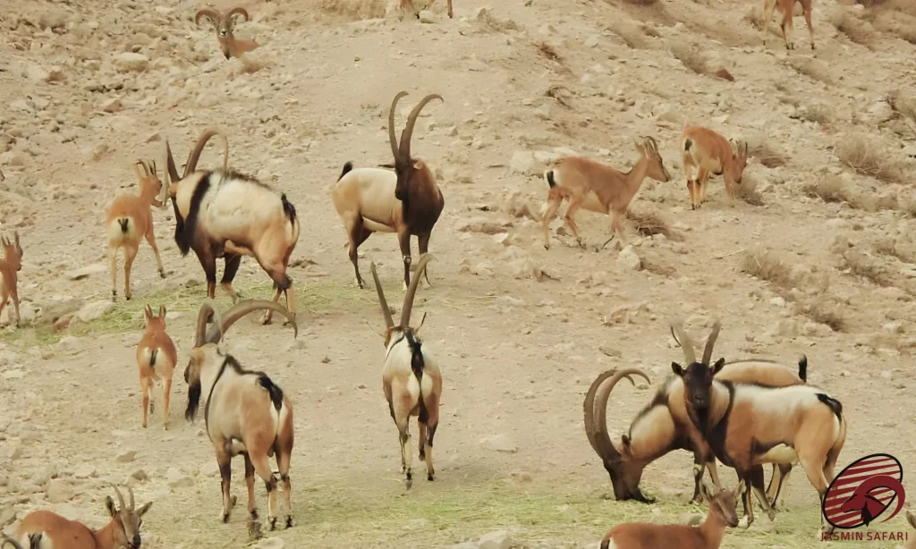 A group of Persian Desert Ibexes (Capra aegagrus) in Iran’s desert, showcasing their community dynamics and social hierarchy. The majestic ibexes display their strong and coordinated behavior in the harsh desert environment.