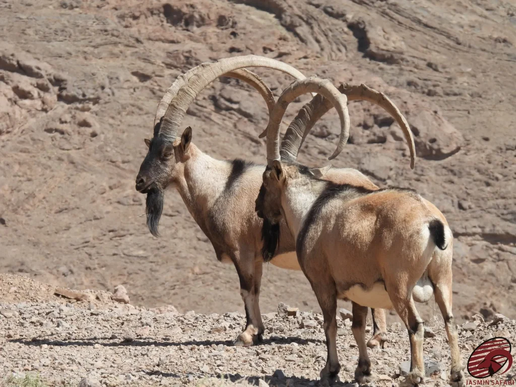 Two Persian Desert Ibex with massive and curved horns in the rugged desert terrain, representing wild hunting in Iran. (hunt in iran)
