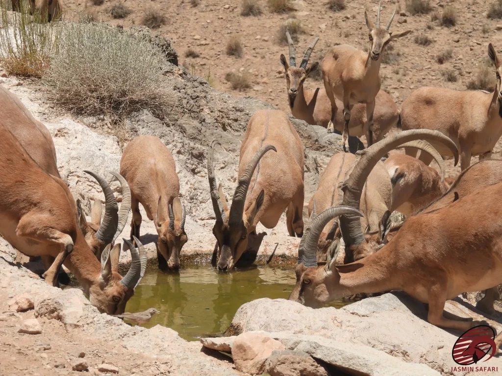 A herd of Persian Desert Ibexes (Capra aegagrus) drinking water from a rare water source in Kerman Province, Iran. This scene captures the wildlife hunt in Iran around vital desert water sources.