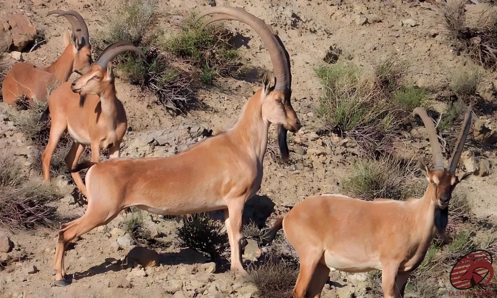 A Persian Desert Ibex standing proudly in the high desert of Iran, showcasing its impressive horns, perfect for a hunt.