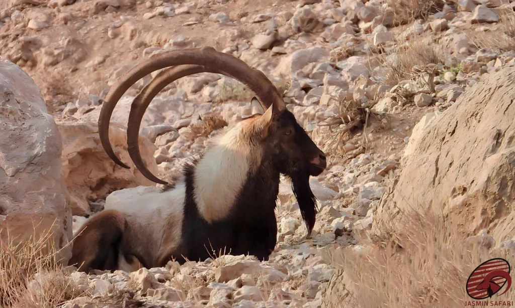 A powerful portrait of a Persian Desert Ibex with massive sweeping horns and a prominent beard, marking him as the king of the arid mountains in Iran.
