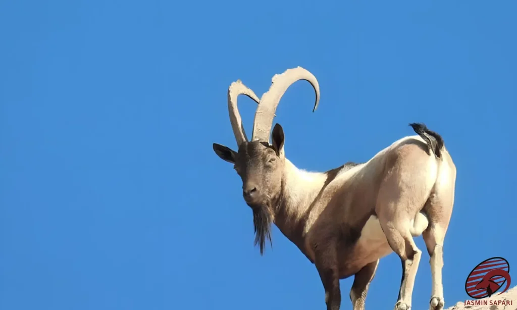 A Persian Desert Ibex with massive curved horns standing on a rocky cliff against a clear blue sky, perfect for a hunt in Iran.