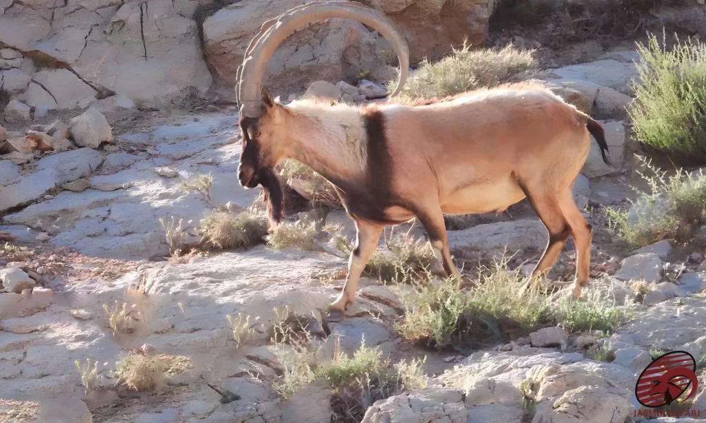 A Persian Desert Ibex in its natural habitat, showcasing its massive curved horns, perfect for a hunt in Iran.