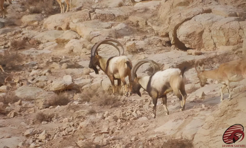 Two impressive Persian Desert Ibex with magnificent horns leading the herd across the sun-drenched, rocky terrain of Iran, perfect for a hunt.