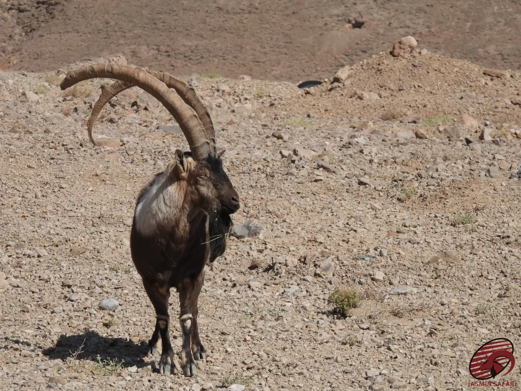 A Persian Desert Ibex (Capra aegagrus) stands tall in the arid landscape of Iran, showcasing its powerful presence in the desert. The majestic animal's long horns emphasize its strength and survival skills in the harsh environment of Iran's deserts.