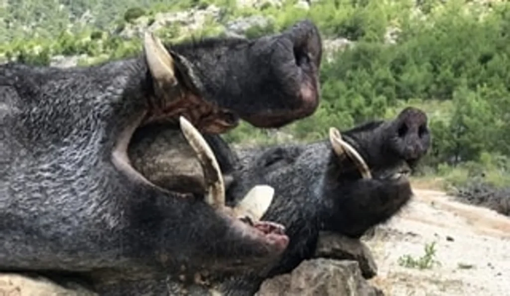 A powerful and striking display of two magnificent wild boars in the scrubland, emphasizing their dominance in the wild with the keyword hunt in Iran.