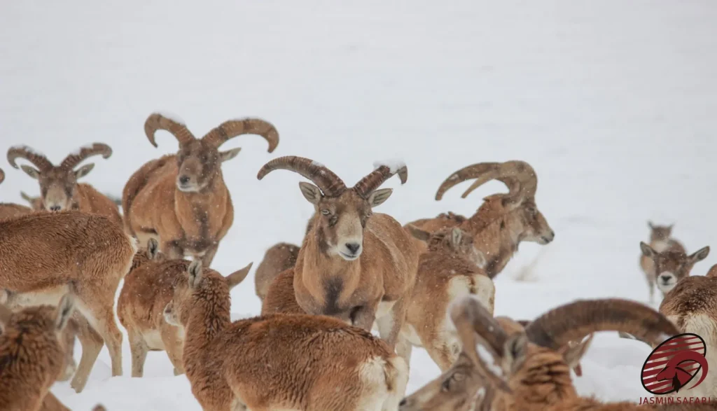 A herd of Red Sheep (Ovis orientalis) standing strong in the snow-covered landscape, showcasing their resilience against the harsh winter conditions. The animals’ powerful build and large horns emphasize their survival skills.