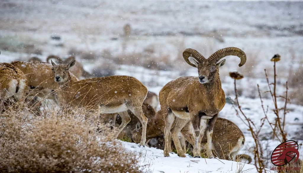 A Red Sheep (Ovis orientalis ) stands watchfully in a snowy mountain landscape, keeping an eye on its herd as the winter weather sweeps through the area. The sheep’s large horns and resilient nature are visible.