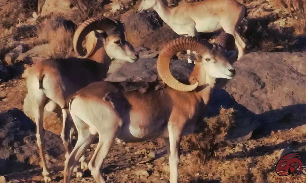 The power and beauty of Shiraz Sheep with massive horns, captured in the rugged terrain of Iran, perfect for a hunt.