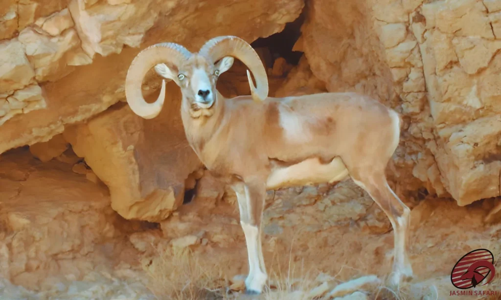 A young Trans Caspian Urial standing proudly among golden rocks, showcasing its massive and coiled horns, perfect for a hunt in Iran.