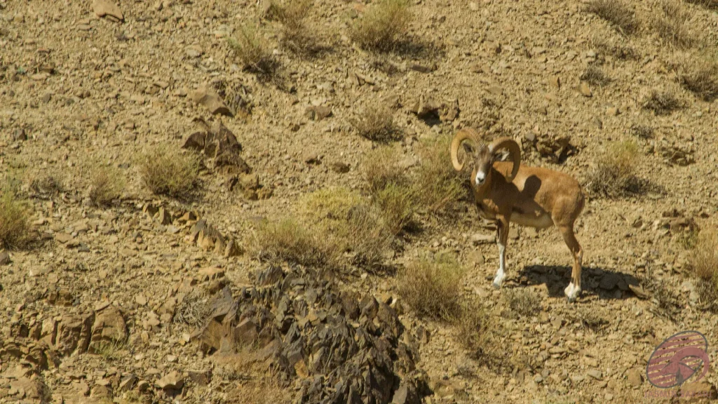 Trans-Caspian Urial, a wild sheep native to Iran, captured in its natural environment during a hunt in Iran.