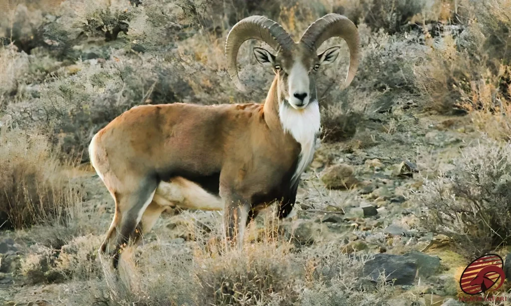 A wild sheep in the rugged mountains of Iran, perfect for a hunt in Iran. The large curved horns are a striking feature of the wild sheep.