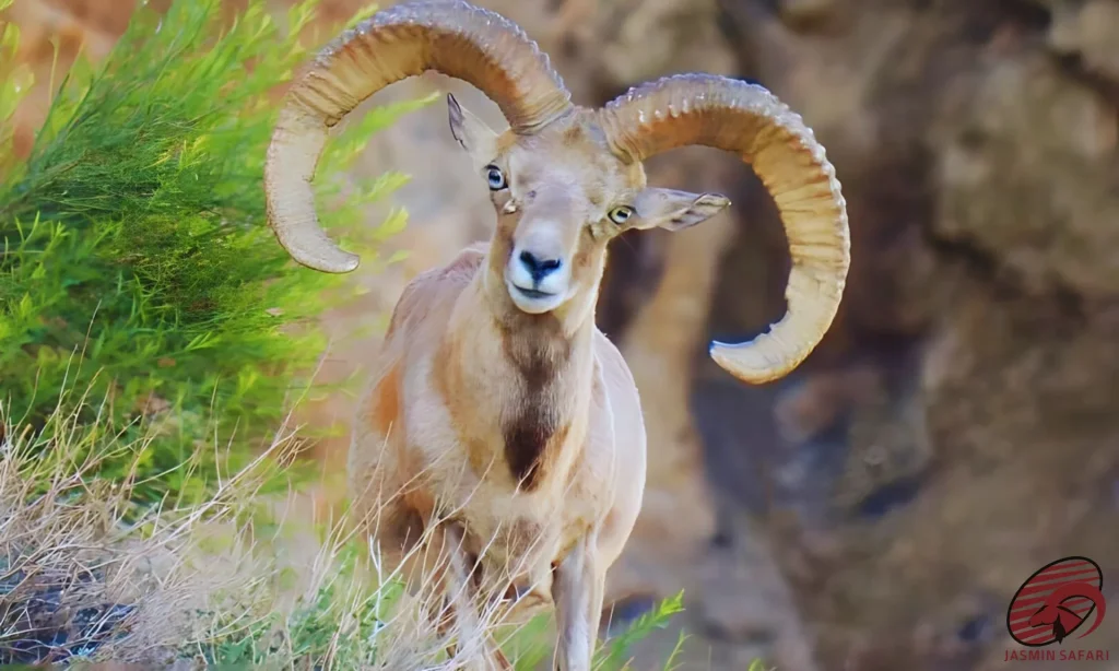 A wild sheep with large curved horns in the mountains of Iran, perfect for a hunt in Iran.